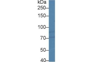 Western Blot; Sample: Human Hela cell lysate; Primary Ab: 2µg/ml Rabbit Anti-Gallus HIF1a Antibody Second Ab: 0.