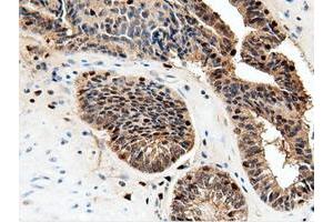 Immunohistochemical staining of paraffin-embedded Human Kidney tissue using anti-NT5DC1 mouse monoclonal antibody. (NT5DC1 anticorps)
