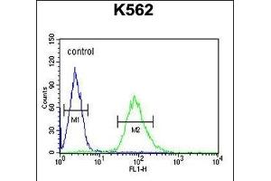 ARHG Antibody (N-term) (ABIN654716 and ABIN2844405) flow cytometric analysis of K562 cells (right histogram) compared to a negative control cell (left histogram). (ARHGAP17 anticorps  (N-Term))