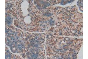 IHC-P analysis of Rat Pancreas Tissue, with DAB staining. (PROCR anticorps  (AA 59-217))