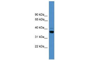 WB Suggested Anti-Atf4 Antibody Titration:  0. (ATF4 anticorps  (N-Term))