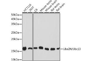 Western blot analysis of extracts of various cell lines, using Ube2N/Ubc13 Rabbit mAb (ABIN7271179) at 1:1000 dilution. (UBE2N anticorps)