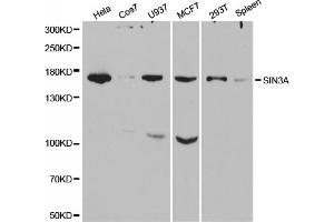 Western blot analysis of extracts of various cell lines, using SIN3A antibody. (SIN3A anticorps)