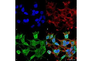 Immunocytochemistry/Immunofluorescence analysis using Mouse Anti-Neuroligin 1 Monoclonal Antibody, Clone S97A-31 . (Neuroligin 1 anticorps  (AA 718-843) (Biotin))