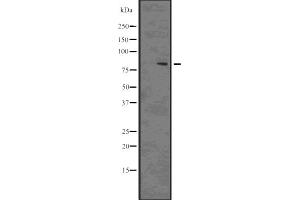 Western blot analysis of Phospho-DRP1 (Ser637) using 293 whole cell lysates