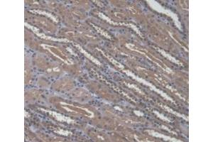 IHC-P analysis of Human Kidney Tissue, with DAB staining. (A4GALT anticorps  (AA 44-353))