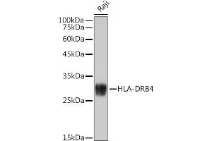 Western blot analysis of extracts of Raji cells, using HLA-DRB4 antibody (ABIN7268375) at 1:1000 dilution.
