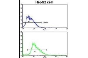 Flow cytometric analysis of HepG2 cells using LB2 Antibody (C-term)(bottom histogr) compared to a negative control cell (top histogr). (LAMB2 anticorps  (C-Term))
