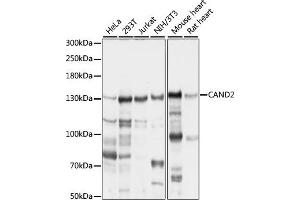 Western blot analysis of extracts of various cell lines, using C antibody (ABIN7266547) at 1:1000 dilution.