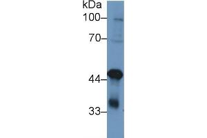 TARDBP anticorps  (AA 104-262)