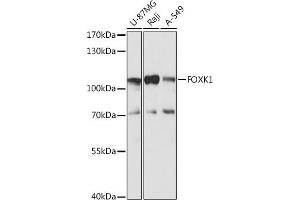 Western blot analysis of extracts of various cell lines, using FOXK1 antibody (ABIN7267237) at 1:1000 dilution. (Foxk1 anticorps  (AA 434-733))