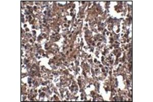 Immunohistochemistry of KLRA2 in human spleen tissue with this product at 2. (Klra2 anticorps  (C-Term))