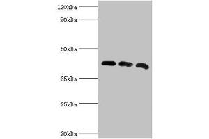 Western blot All lanes: Alpha-centractin antibody at 8 μg/mL Lane 1: Mouse brain tissue Lane 2: MCF-7 whole cell lysate Lane 3: Mouse liver tissue Secondary Goat polyclonal to rabbit IgG at 1/10000 dilution Predicted band size: 43 kDa Observed band size: 43 kDa (ACTR1A anticorps  (AA 187-376))
