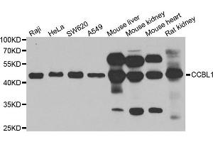 Western blot analysis of extracts of various cell lines, using CCBL1 antibody. (CCBL1 anticorps)