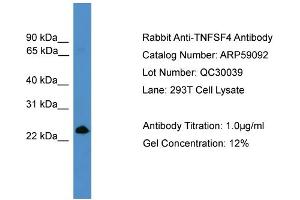 WB Suggested Anti-TNFSF4  Antibody Titration: 0. (TNFSF4 anticorps  (Middle Region))