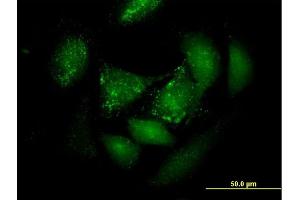 Immunofluorescence of purified MaxPab antibody to PER3 on HeLa cell.