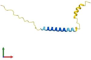 AlphaFold protein structure predicition of Human Recombinant CTXN1 Protein, UniprotID P60606