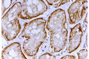 SLC26A1 antibody (2 ug/ml) staining of paraffin embedded Human Kidney. (SLC26A1 anticorps  (AA 685-698))