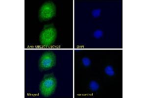 ABIN184805 Immunofluorescence analysis of paraformaldehyde fixed U2OS cells, permeabilized with 0.