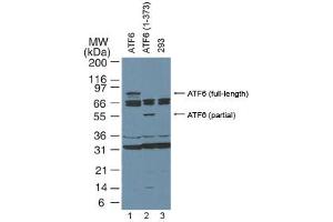 ATF6 Western Blot.