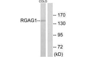 Western blot analysis of extracts from COLO cells, using RGAG1 antibody. (Retrotransposon Gag-Like Protein 9 (RTL9) (C-Term) anticorps)