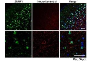 ZNRF1 Antibody (10µg/ml) staining of paraffin embedded Mouse Cerebral Cortex. (ZNRF1 anticorps)