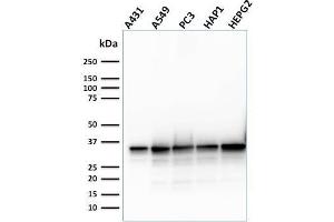 Western Blot Analysis of Human A431, A549, PC3, HAP1, HePG2, cell lysate using APEX Nuclease I Mouse Monoclonal Antibody (CPTC-APEX1-2). (SHP1 anticorps)