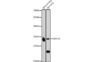 Western blot analysis of extracts of various cell lines, using GPR141 antibody (ABIN7267295) at 1:1000 dilution. (GPR141 anticorps  (AA 50-150))