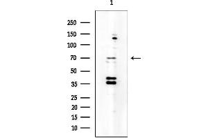 anti-Leucine Rich Repeat Containing 50 (LRRC50) antibody