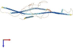 AlphaFold protein structure predicition of Human Recombinant LRRFIP2 Protein, UniprotID Q9Y608