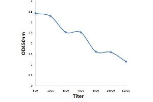 Antigen: 0. (KIAA1522 anticorps  (AA 101-250))