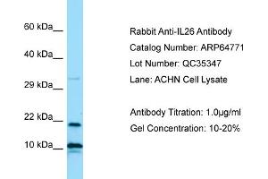 Western Blotting (WB) image for anti-Interleukin 26 (IL26) (N-Term) antibody (ABIN2774408) (IL-26 anticorps  (N-Term))