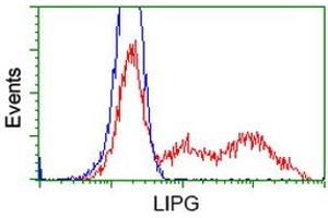 Flow Cytometry (FACS) image for anti-Lipase, Endothelial (LIPG) antibody (ABIN1499168) (LIPG anticorps)