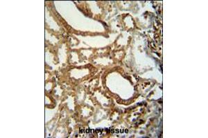 INSC antibody immunohistochemistry analysis in formalin fixed and paraffin embedded human kidney tissue followed by peroxidase conjugation of the secondary antibody and DAB staining. (INSC anticorps  (C-Term))