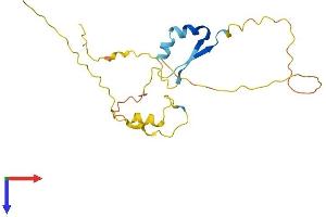 Protein ripply3 (RIPPLY3) (AA 1-190) protein (His tag)