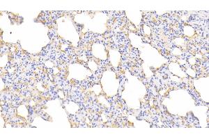 Detection of HB in Canine Lung Tissue using Polyclonal Antibody to Hemoglobin (HB) (Hemoglobin anticorps)