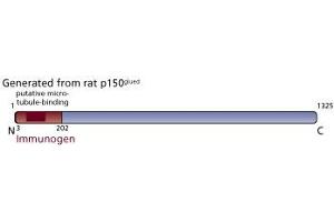 Image no. 3 for anti-Dynactin 1 (DCTN1) (AA 3-202) antibody (ABIN967996) (Dynactin 1 anticorps  (AA 3-202))