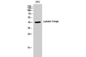 Western Blotting (WB) image for anti-LFNG O-Fucosylpeptide 3-beta-N-Acetylglucosaminyltransferase (LFNG) (Internal Region) antibody (ABIN3185424) (LFNG anticorps  (Internal Region))