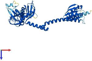 AlphaFold protein structure predicition of Human Recombinant AARSD1 Protein, UniprotID Q9BTE6