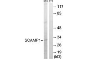 Western Blotting (WB) image for anti-Secretory Carrier Membrane Protein 1 (SCAMP1) (AA 273-322) antibody (ABIN2890608) (SCAMP1 anticorps  (AA 273-322))