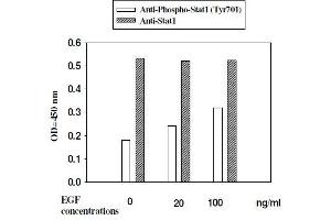 A431 cells were stimulated by different concentrations of EGF for 10 minutes at 37 °C