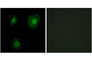 anti-EP300 Interacting Inhibitor of Differentiation 1 (EID1) (AA 71-120) antibody