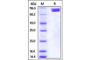 Human Nectin-3, Fc Tag on SDS-PAGE under reducing (R) condition.