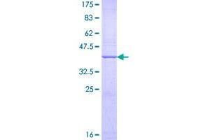 CD90 (THY1) (AA 1-161) protein (GST tag)