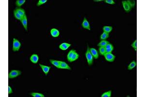 Immunofluorescent analysis of HepG2 cells using ABIN7174296 at dilution of 1:100 and Alexa Fluor 488-congugated AffiniPure Goat Anti-Rabbit IgG(H+L)