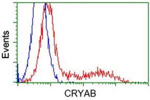 Image no. 10 for anti-Crystallin, alpha B (CRYAB) antibody (ABIN1497647)