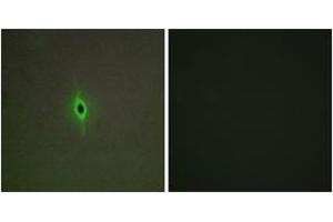 Immunofluorescence analysis of A549 cells, using 5-HT-2C Antibody. (HTR2C anticorps  (AA 161-210))