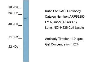 WB Suggested Anti-ACD  Antibody Titration: 0. (ACD anticorps  (Middle Region))