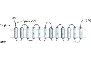 Representative domain view of the target of ABIN7043681.