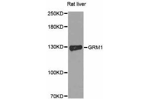 Western blot analysis of extracts of rat liver, using GRM1 antibody. (Metabotropic Glutamate Receptor 1 anticorps)
